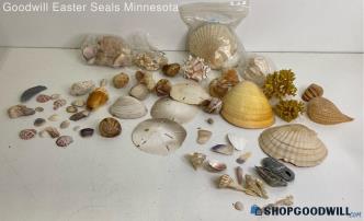 5lbs Seashell Collection Various Sizes Lot