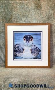 "Juvenile Loon" Mike Child Signed Aquatic Bird Wildlife Print Framed Art Decor