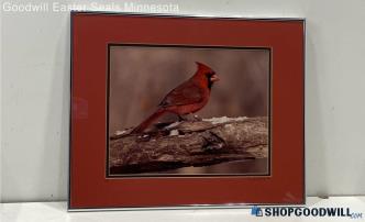 "Cardinal" Michael Shoop Signed Matted & Framed Wildlife Photograph Print 13/50