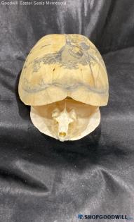 Turtle Shells Sculpture