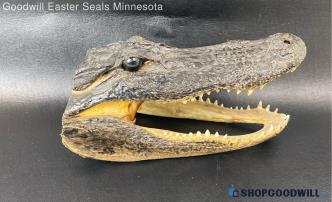 10" Alligator Head Taxidermy Vintage Animal Decorative Piece Lizard Decor