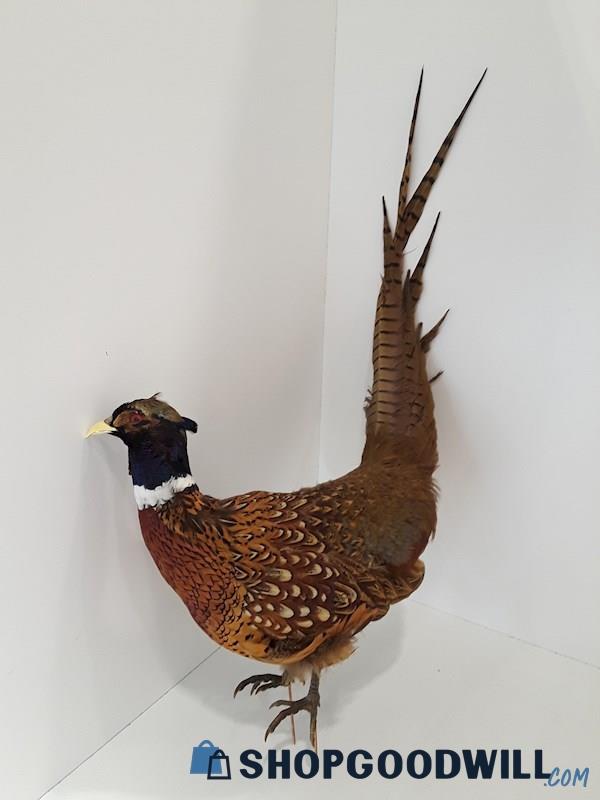 Used Vintage Unbranded Realistic Redneck Pheasant Bird Garden Yard ...