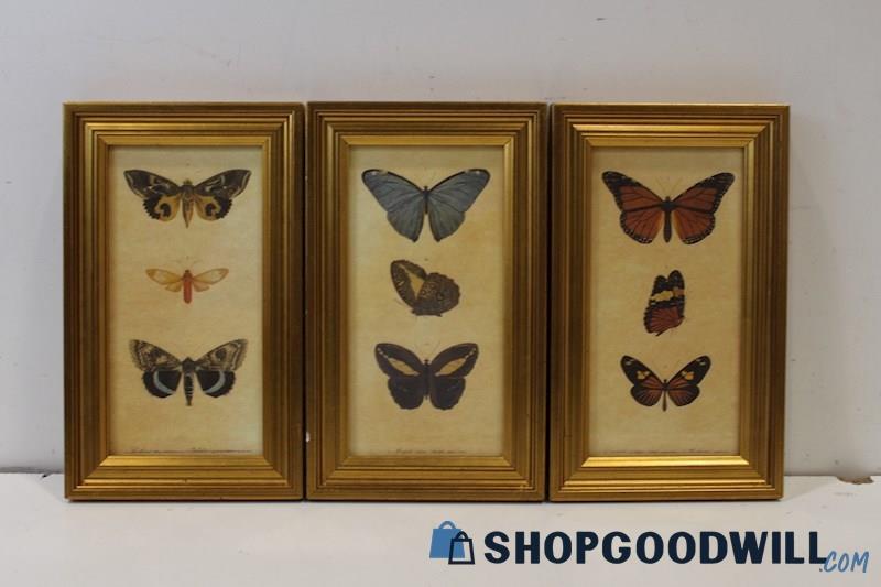 x3 Framed Unsigned Botanical Butterfly Specimen Art Prints by Unknown Artist