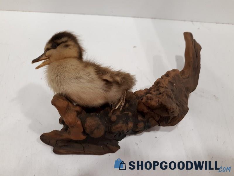 Taxidermy/Freeze Dried Baby Duck on Wooden piece
