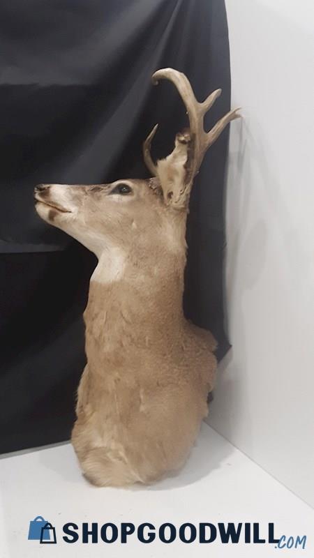 White tail deer head shoulder - Pick up only