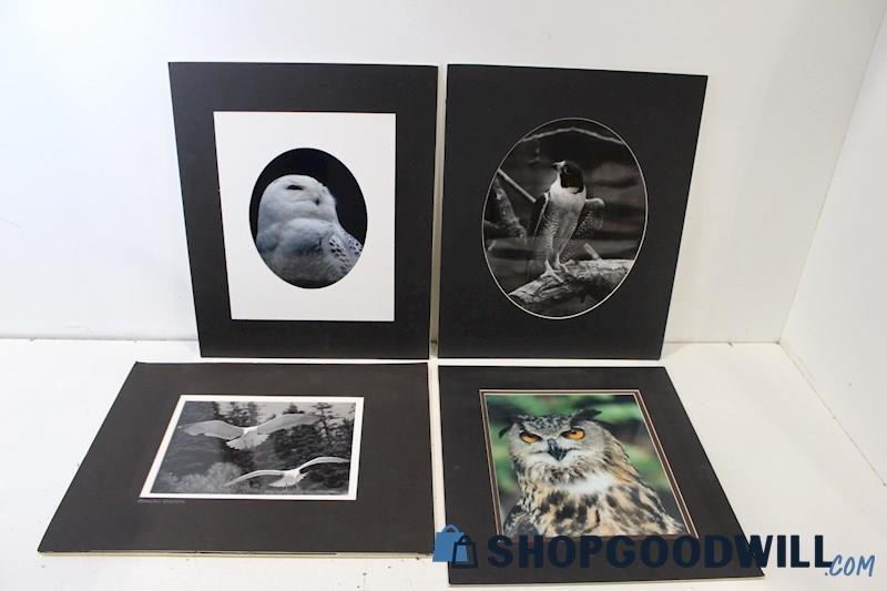 SET#1-x4 Matted Photographs Unsigned James *Jim* Kimball 'Owls,Falcon&Seagulls'