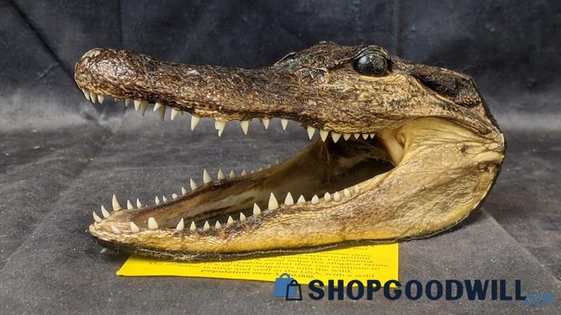 Gator Dave's Souvenir Small American Alligator Head Water Reptile Collectible