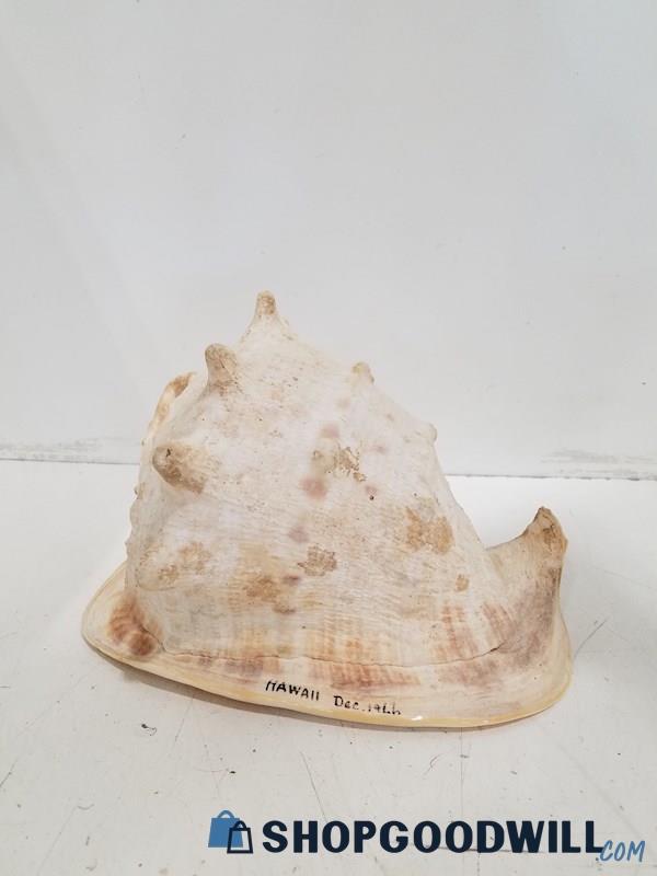 Horned Helmet Seashell From Hawaii