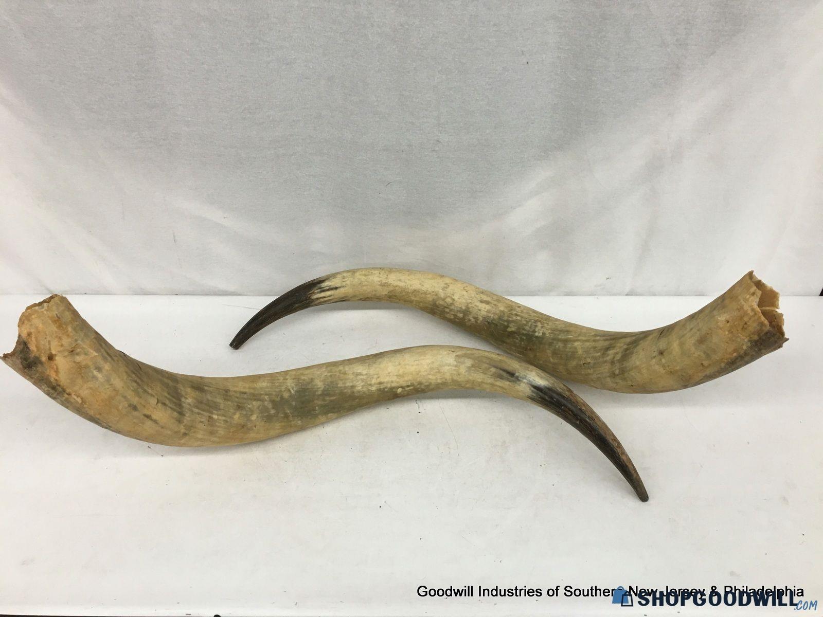 Texas Longhorn Steer Horns, 1 Pr. - shopgoodwill.com