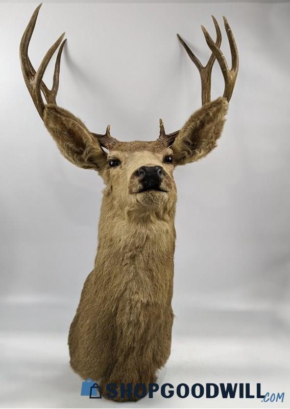 Taxidermy Deer Head - Shopgoodwill.com